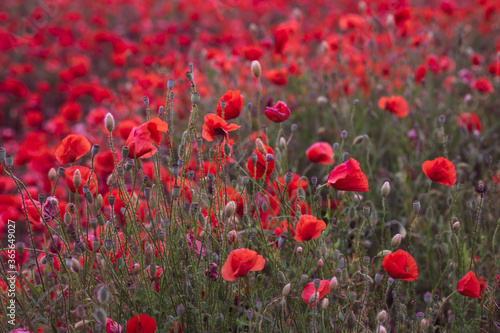 Field of beautiful red bloming poppies.