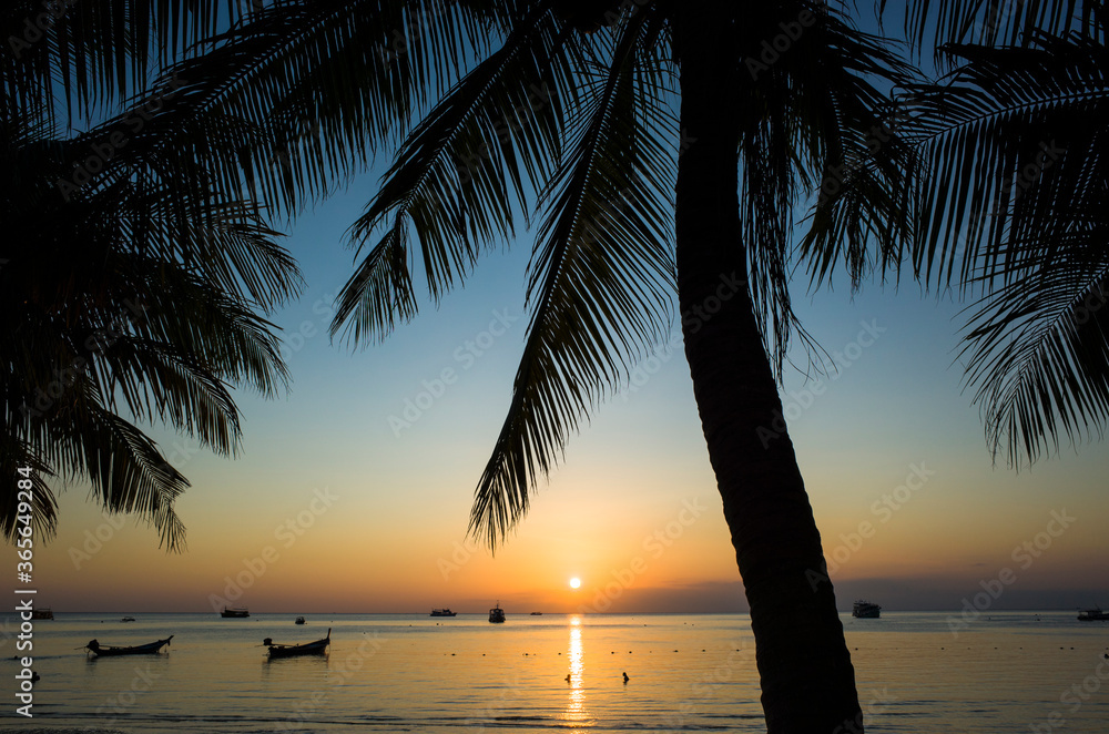Beautiful sunset on tropical island, Koh Tao, Thailand. Palm trees silhouette