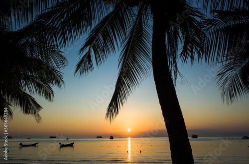 Beautiful sunset on tropical island, Koh Tao, Thailand. Palm trees silhouette © art_of_line