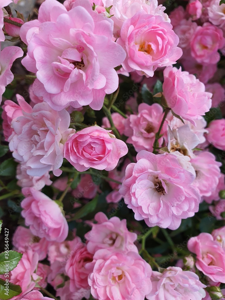 macro, miniroses, blooming pink mini roses macro, inflorescences of roses, my garden, background, print macro, miniroses, blooming pink mini roses macro, inflorescences of roses, my garden, background, print