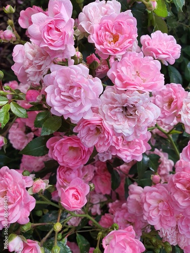 blooming pink mini roses macro  inflorescences of roses  my garden