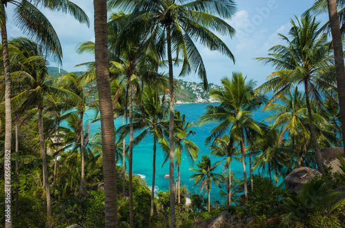 Coconut palm tree plantation on tropical paradise island Koh Tao in Thailand. Turquoise blue water visible between trunks of palm trees.