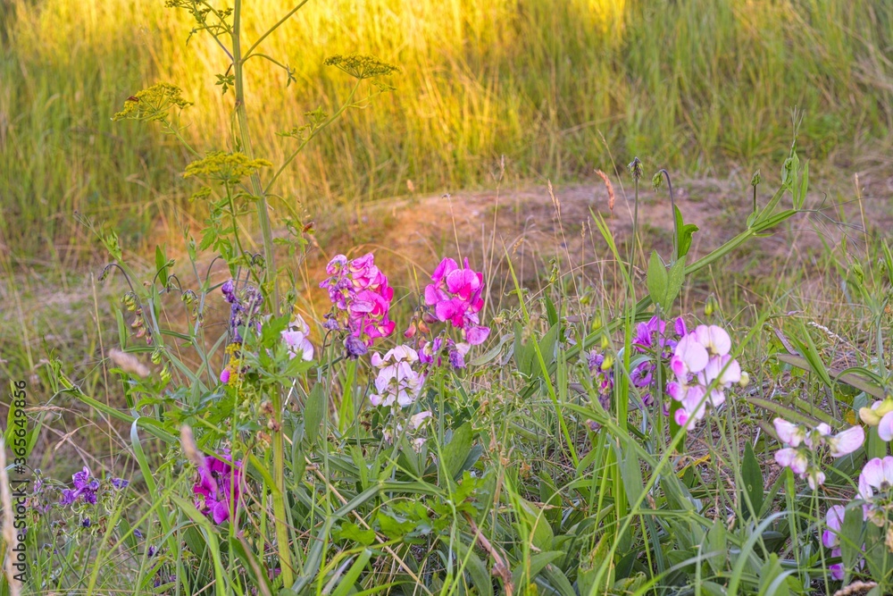 Obraz premium Wicken