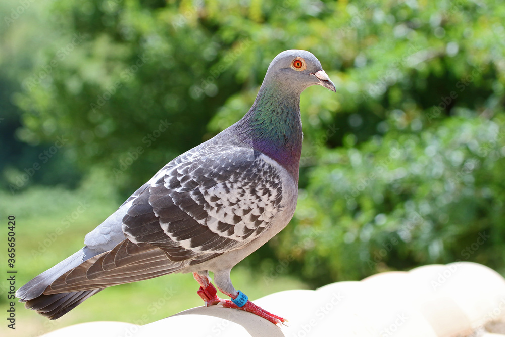 homing pigeon, racing pigeon or domestic messenger pigeon Latin columba livia domestica closeup taking a break from its long flight on a typical pantiled roof in spring in Italy tagged feet visible homing pigeon, racing pigeon or domestic messenger pigeon Latin columba livia domestica closeup taking a break from its long flight on a typical pantiled roof in spring in Italy tagged feet visible
