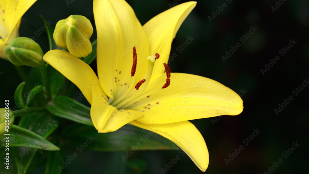 Obraz premium Yellow lily flower. Natural background. Blooming in the park in summer