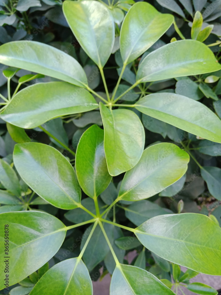 Obraz premium Green plant leaves