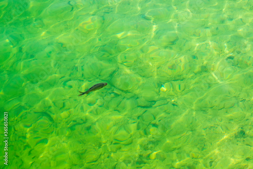 Einsamer Fisch im grünen see