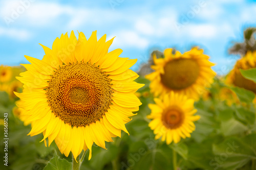 The close-up of a sunflower in a field in Andalusia. Other flowers in the background are out of focus with beautiful bokeh  as is the blue cloudy sky.