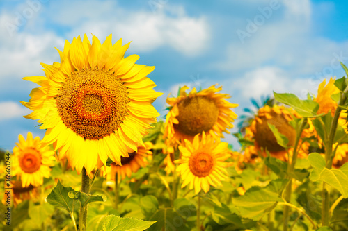 Sunflowers photographed up close. The field is located in Andalusia in Spain. A sunny day in late June with a blue sky.