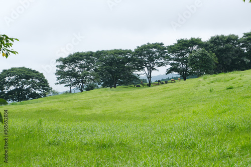 丘の奥に牛が放牧された高千穂牧場の風景
