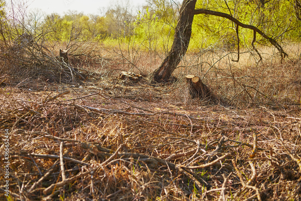 Close-up of deforestation at sunset