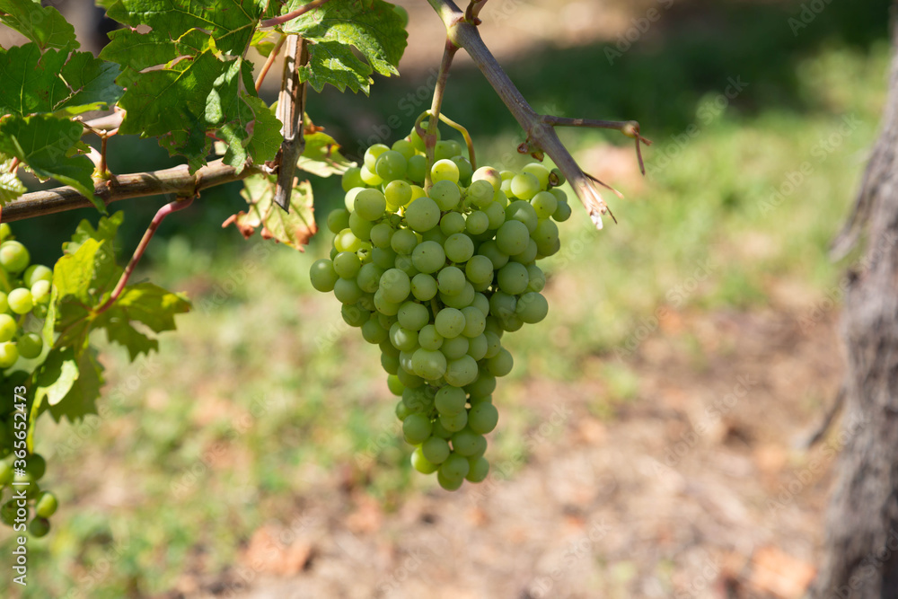 Reife Weintrauben an einem Rebstock in einem Weinberg