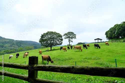 放牧されている牛の美しい風景