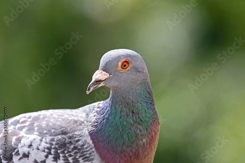 homing pigeon, racing pigeon or domestic messenger pigeon Latin columba livia domestica closeup taking a break from its long flight on high balcony in spring in Italy