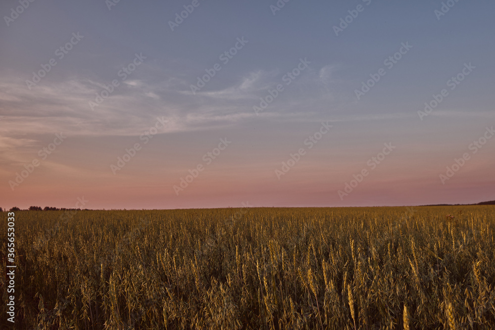 field of wheat and rye on the background of the sunset sky  