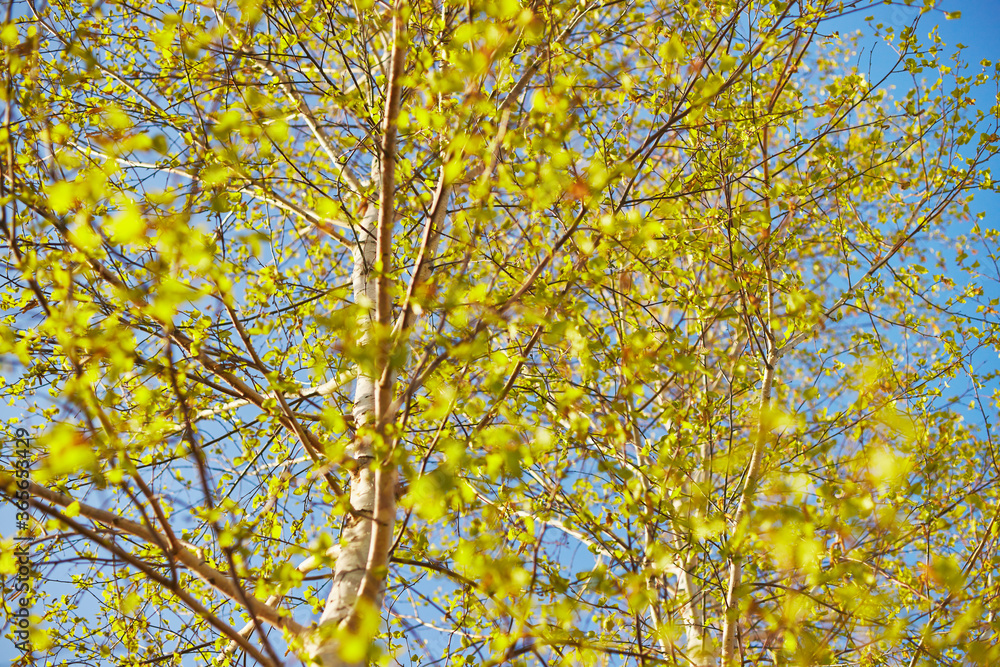 Closeup of birch bud leaves in spring in the forest.