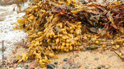 Brown algae White Sea Fucus