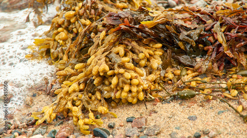 Fotografie Brown algae White Sea Fucus