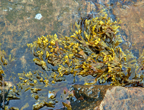 Fotografie Brown algae White Sea Fucus