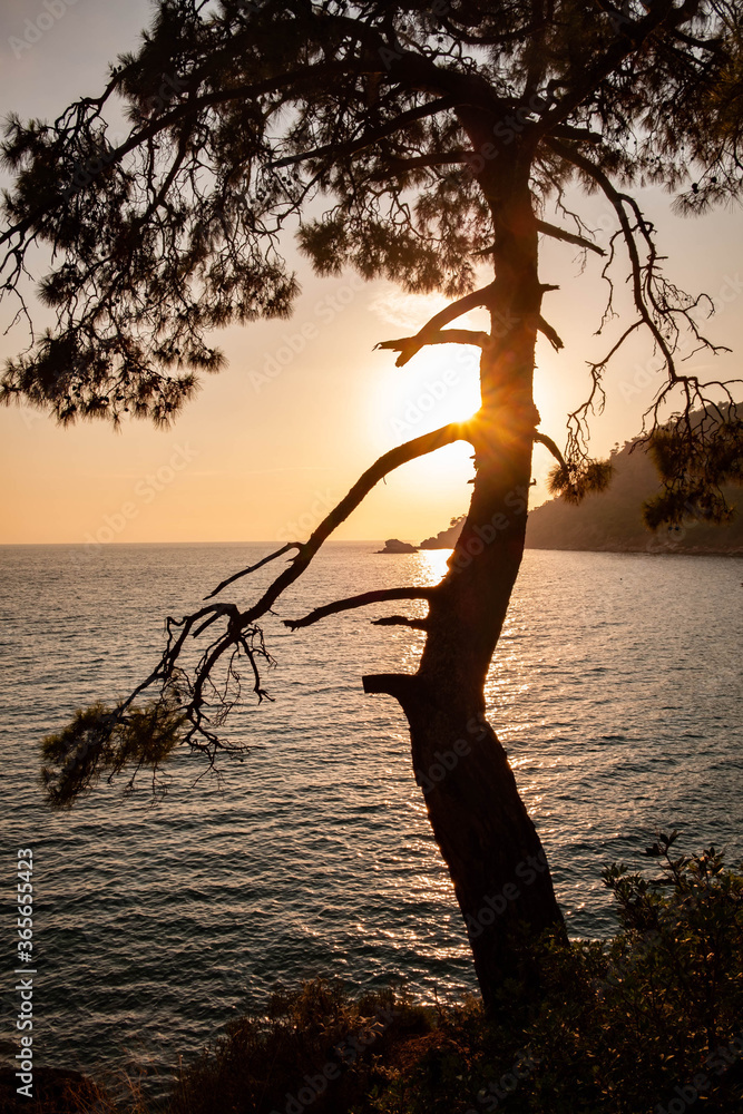 Φωτογραφία Rocky beach of Turkey at the Lician way near seacoast with pine trees over the sea