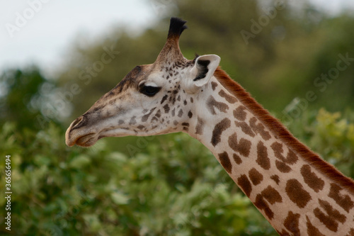 Photo of Giraffe head