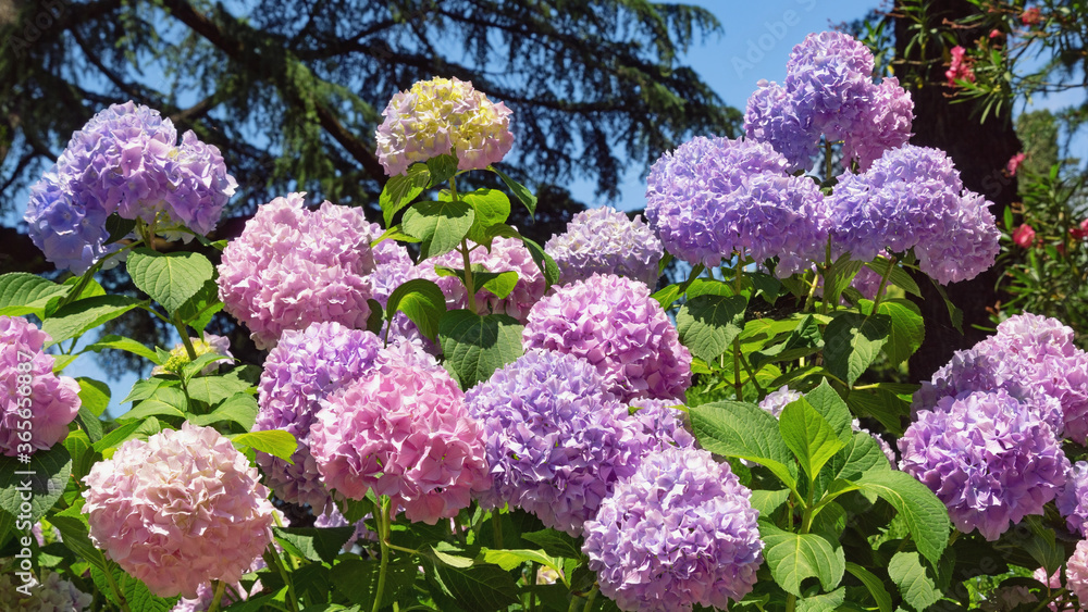 Colorful flowers of hydrangea ( Hydrangea macrophylla ) in garden Colorful flowers of hydrangea ( Hydrangea macrophylla ) in garden