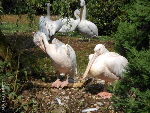 Vögel