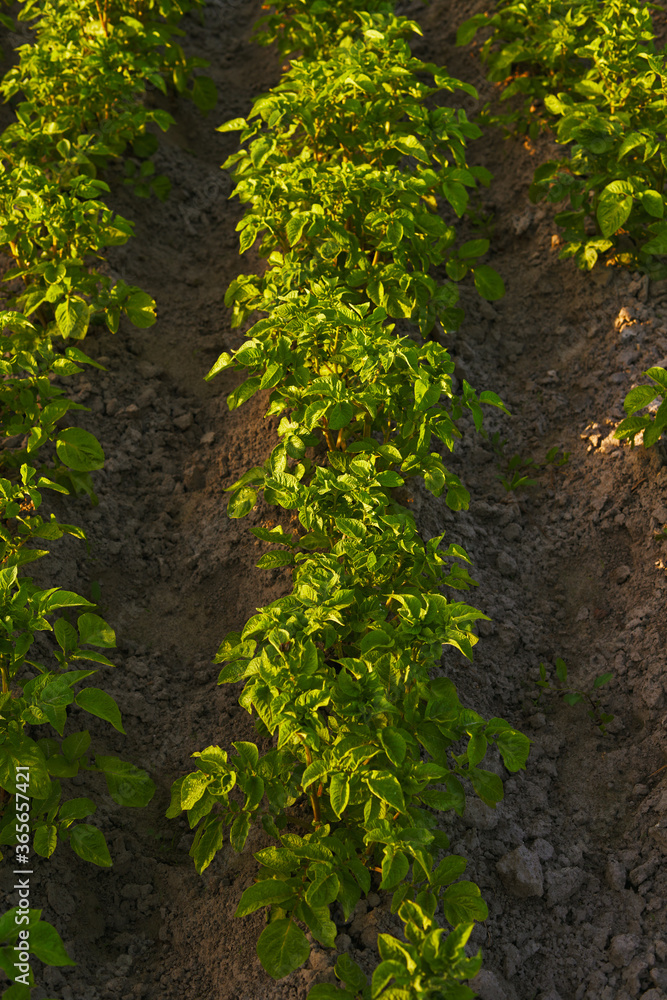 Fototapeta premium Potato plant beds on a farm at sunrise. Young potato plant growing on the soil. Potato bush in the garden. Healthy young potato plant in organic garden.