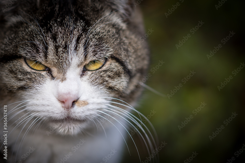 猫 猫