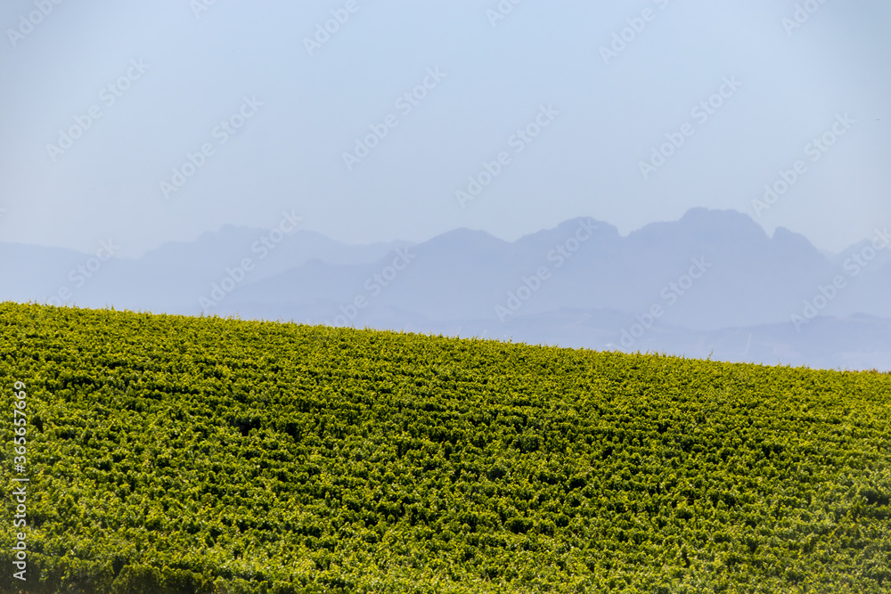 western cape grape vines with mountain background