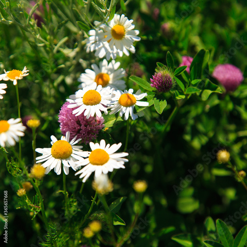 Wildflowers chamomile and clover. Blooming summer fields. Natural background.