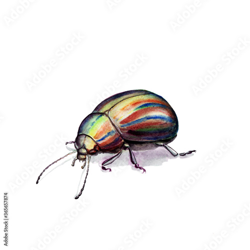 watercolor drawing of an insect - bright beetle, isolated