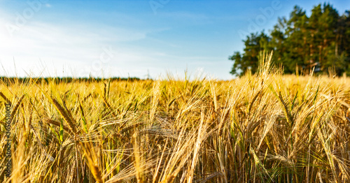 Wheat field in sunny weather, blue sky and forest in the distance. Wheat is bread