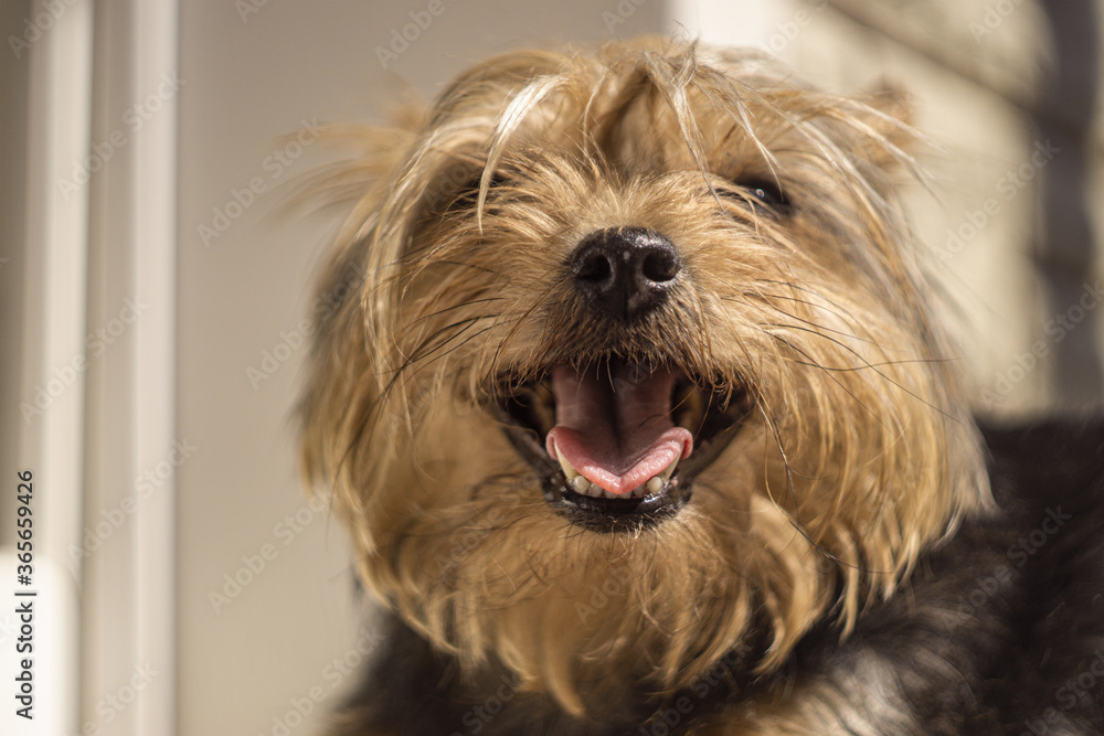 Portrait of a cute dog yorkshire terrier suffering from heat
