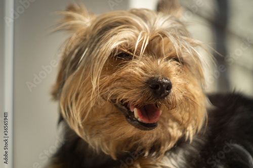 Portrait of a cute dog suffering from heat