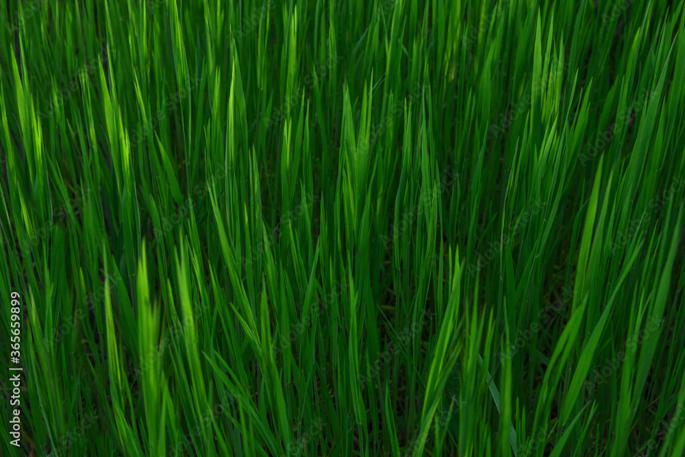 Grass. Fresh green spring grass with dew drops closeup. Sun. Soft Focus. Abstract Nature Background Grass. Fresh green spring grass with dew drops closeup. Sun. Soft Focus. Abstract Nature Background