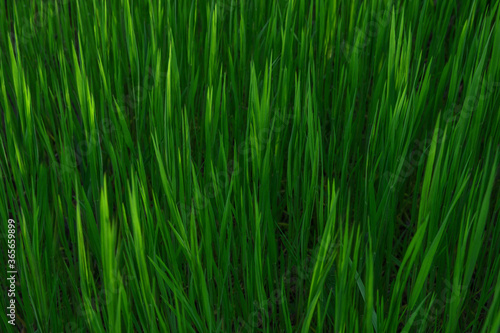 Grass. Fresh green spring grass with dew drops closeup. Sun. Soft Focus. Abstract Nature Background