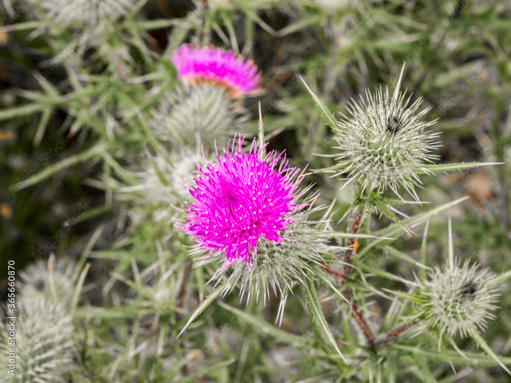 Purple thistle on edge of tatton mere, Tatton Park, Knutsford, Cheshire, UK Purple thistle on edge of tatton mere, Tatton Park, Knutsford, Cheshire, UK