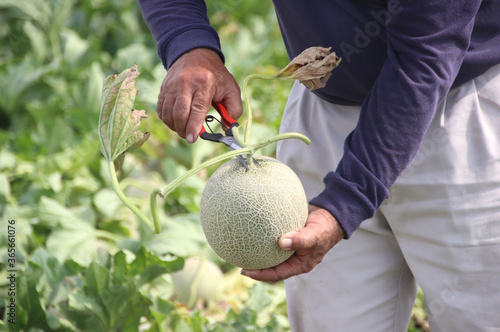メロンの収穫　品種：クインシー