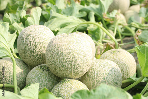 メロンの収穫　品種：クインシー