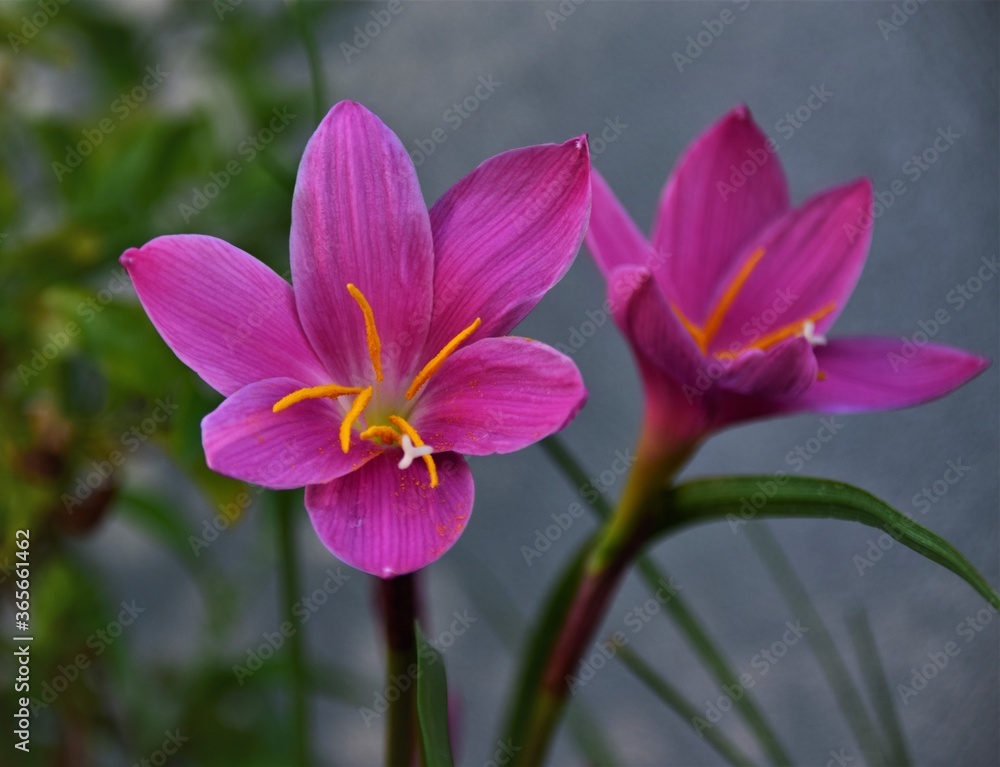pink flower pink flower