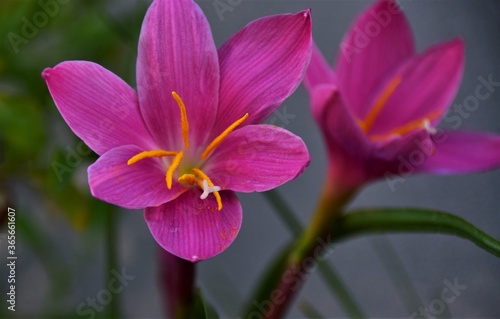 pink and yellow flower