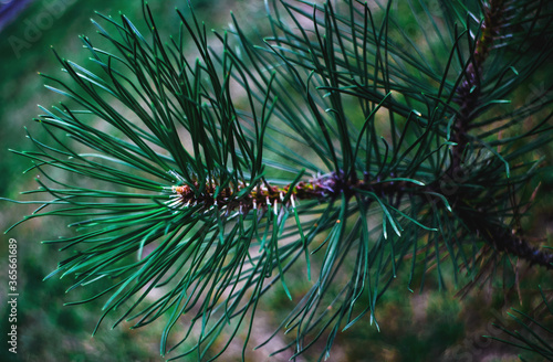 Foto pine branches with cones