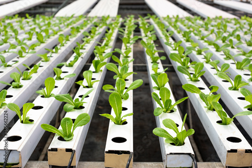 Organic hydroponic vegetable