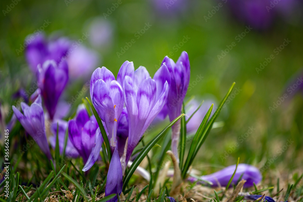 Crocus heuffelianus, beautiful flowers in the mountains Crocus heuffelianus, beautiful flowers in the mountains