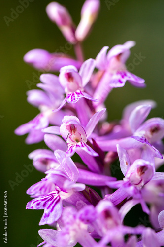Orchis Purpurea  wild orchid in nature