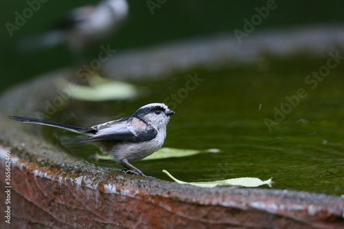 Wallpaper Mural バードバスで遊ぶエナガ




























































































































































































 Torontodigital.ca