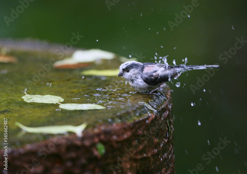 Wallpaper Mural バードバスで遊ぶエナガ




























































































































































































 Torontodigital.ca