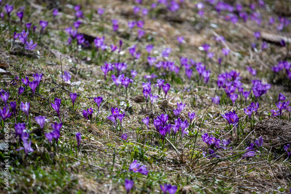 Crocus heuffelianus, beautiful flowers in the mountains Crocus heuffelianus, beautiful flowers in the mountains