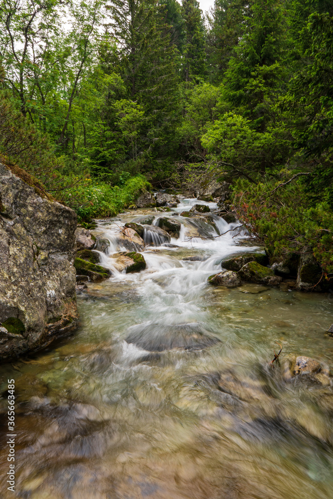 Mountain stream in green forest at spring time, slovakia tatras